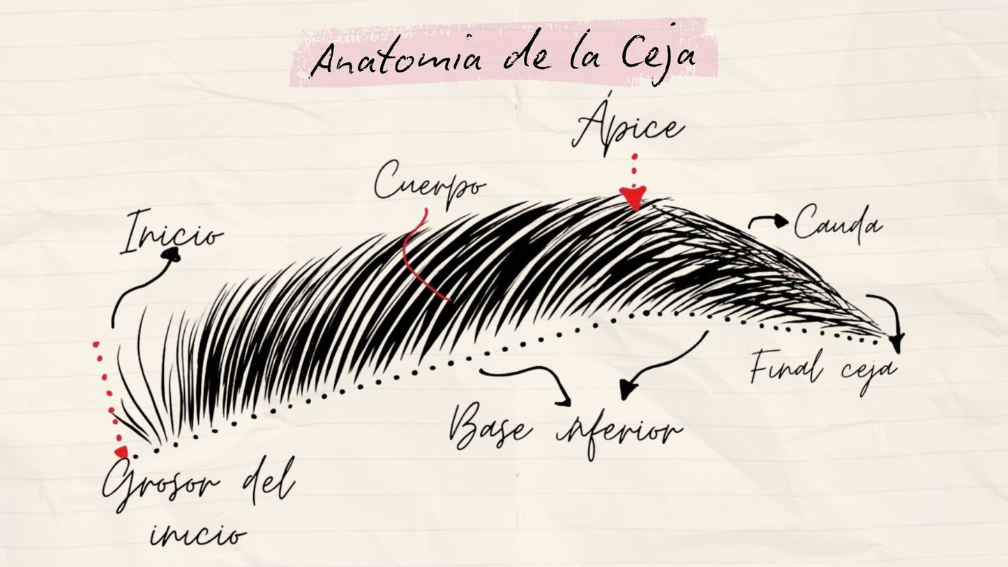 Curso Brow Lamination